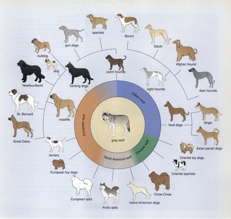 Evolution from Wolf to Various Dog Types